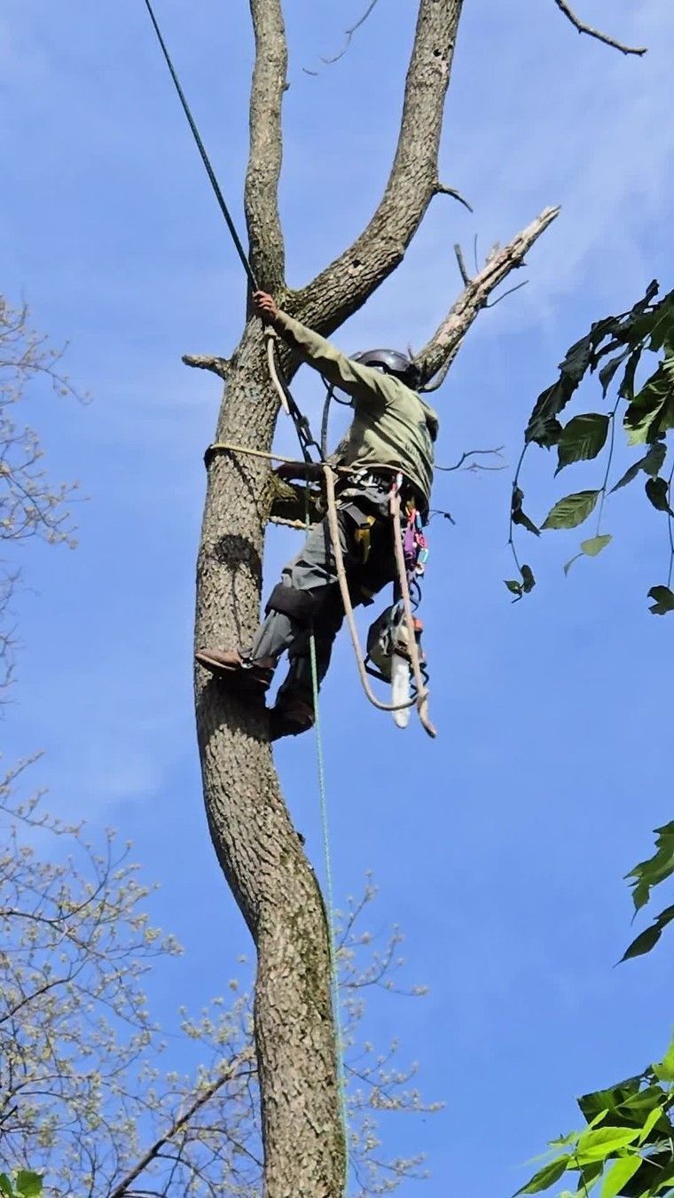 Person climbing a tree with a rope harness against a blue sky