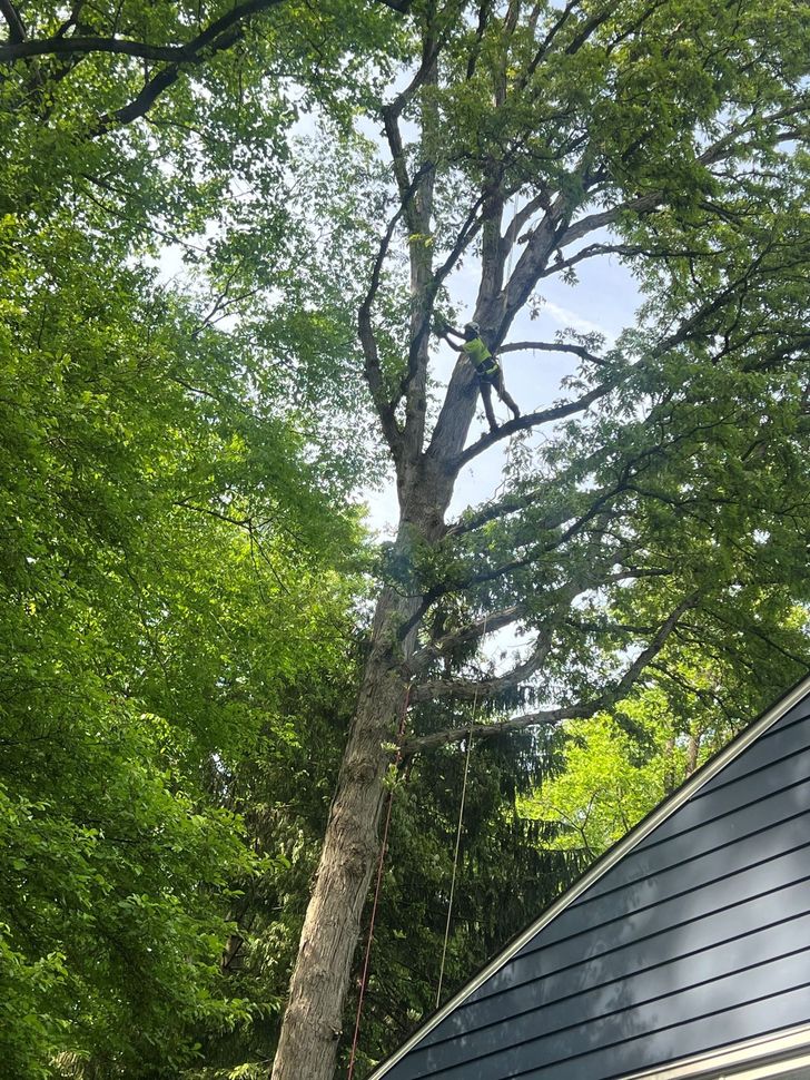 Tall trees beside a gray shingled roof, with leafy green branches against a bright sky