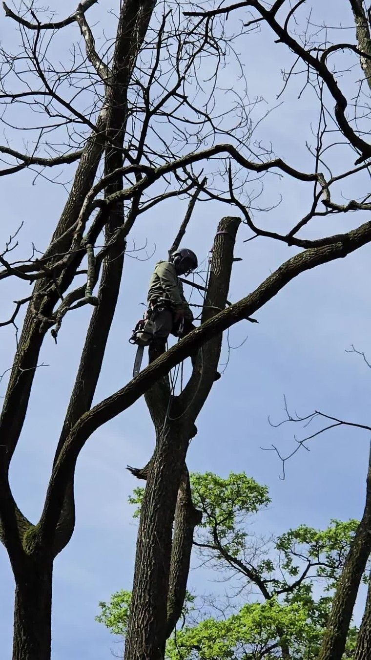 Person climbing a tall tree against a clear blue sky, with bare branches and some green foliage below