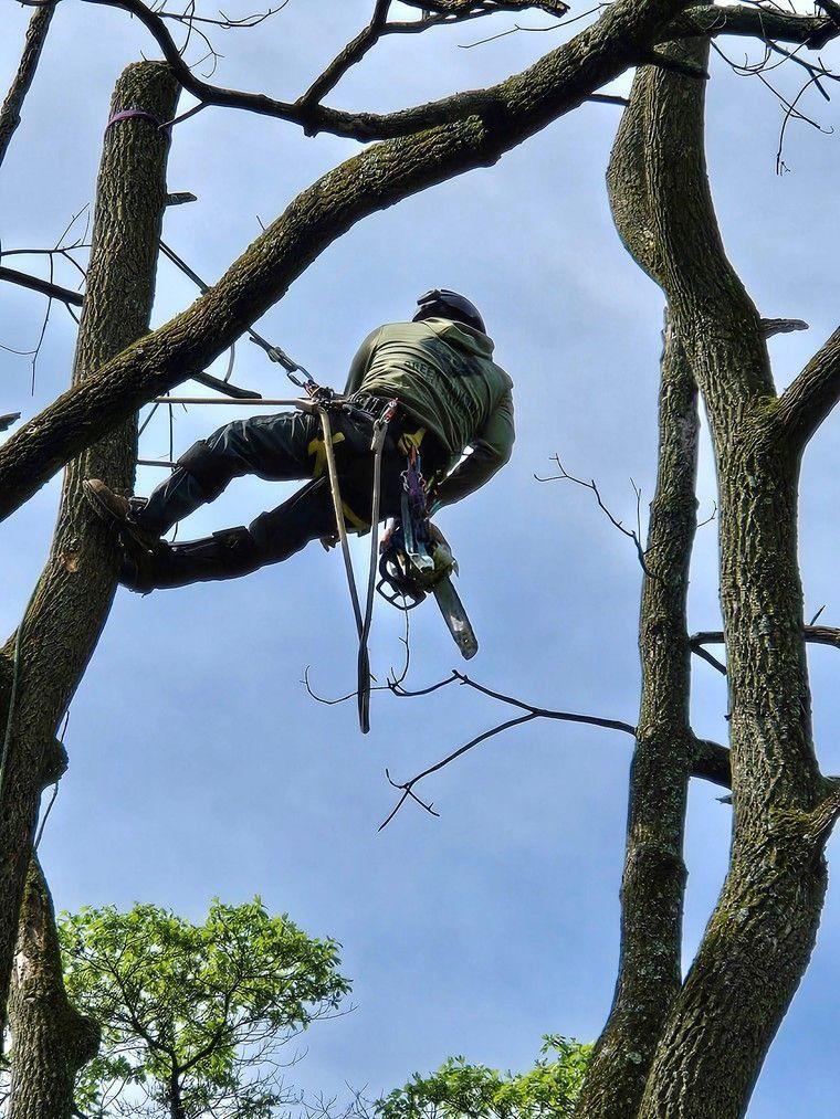Person in a green jacket climbing a tree on ropes against a blue sky
