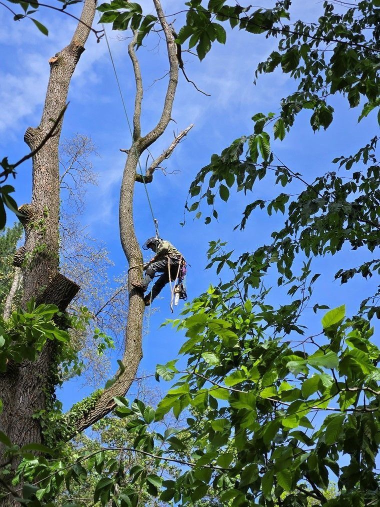 Person climbing a tall tree against a bright blue sky, surrounded by green leaves.