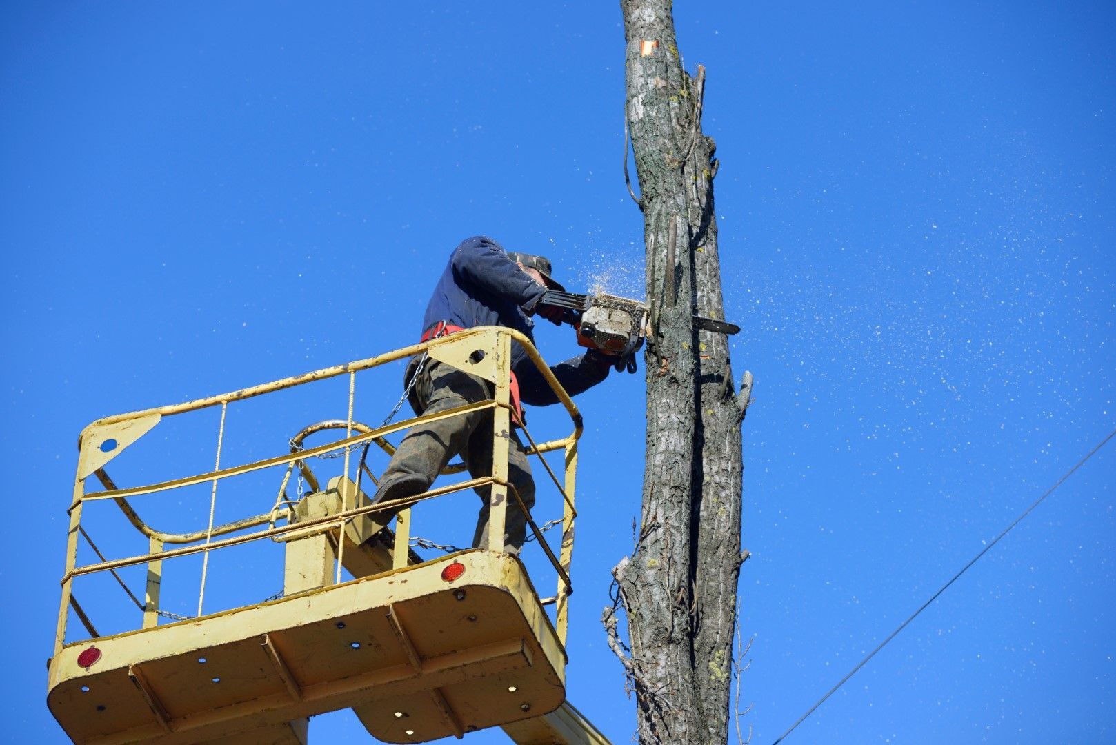 An image of Tree Removal Services in Huntington Park CA