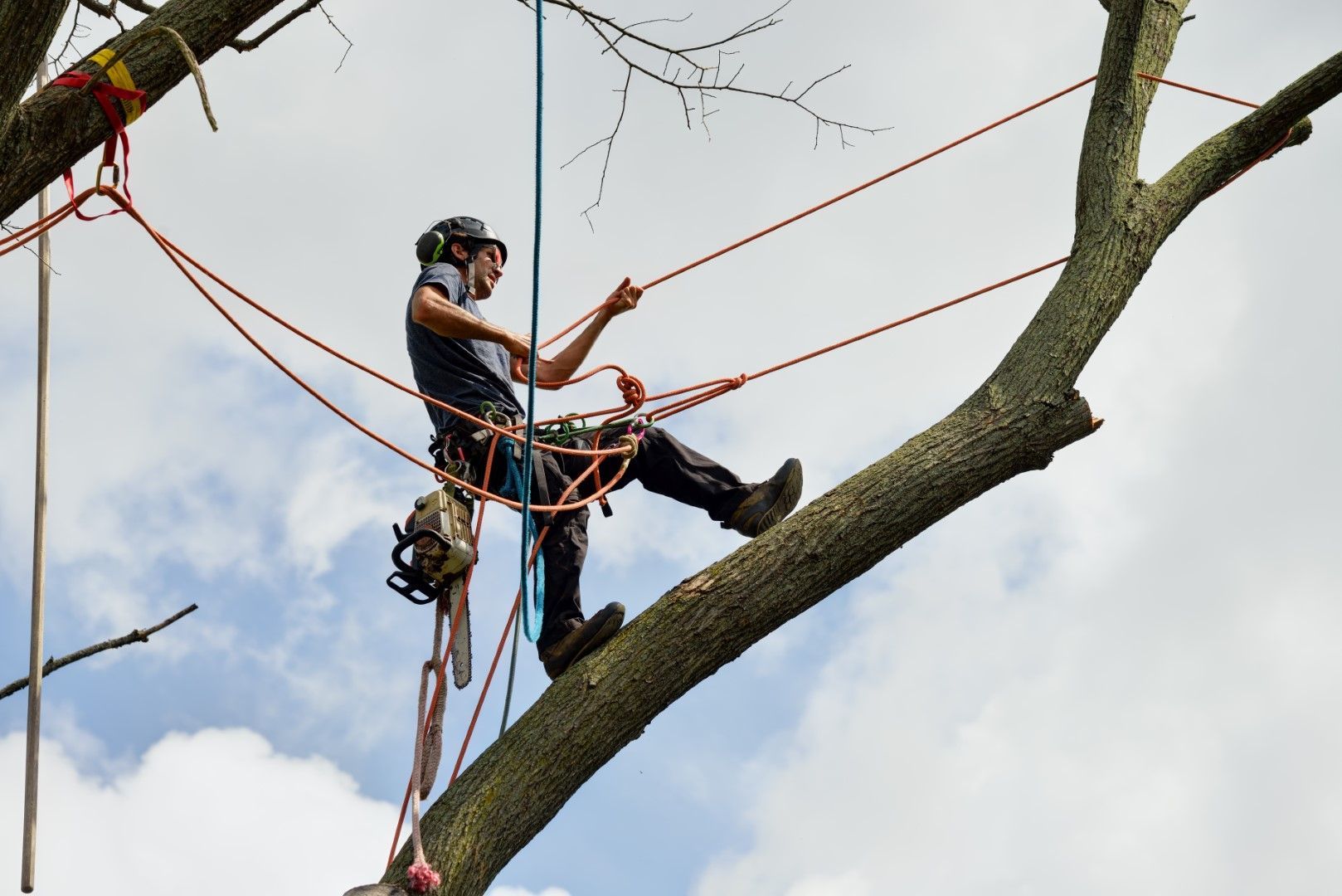 An image of Tree Removal Services in Huntington Park CA