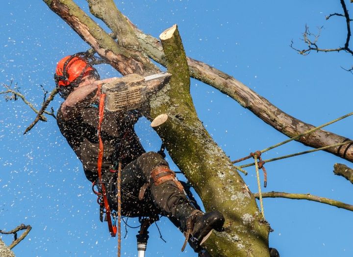 An image of Tree Trimming/Pruning in Huntington Park CA