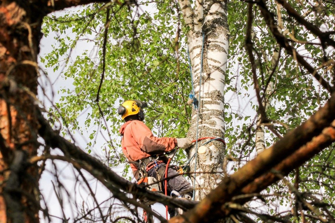 A man is climbing a tree with a chainsaw.
