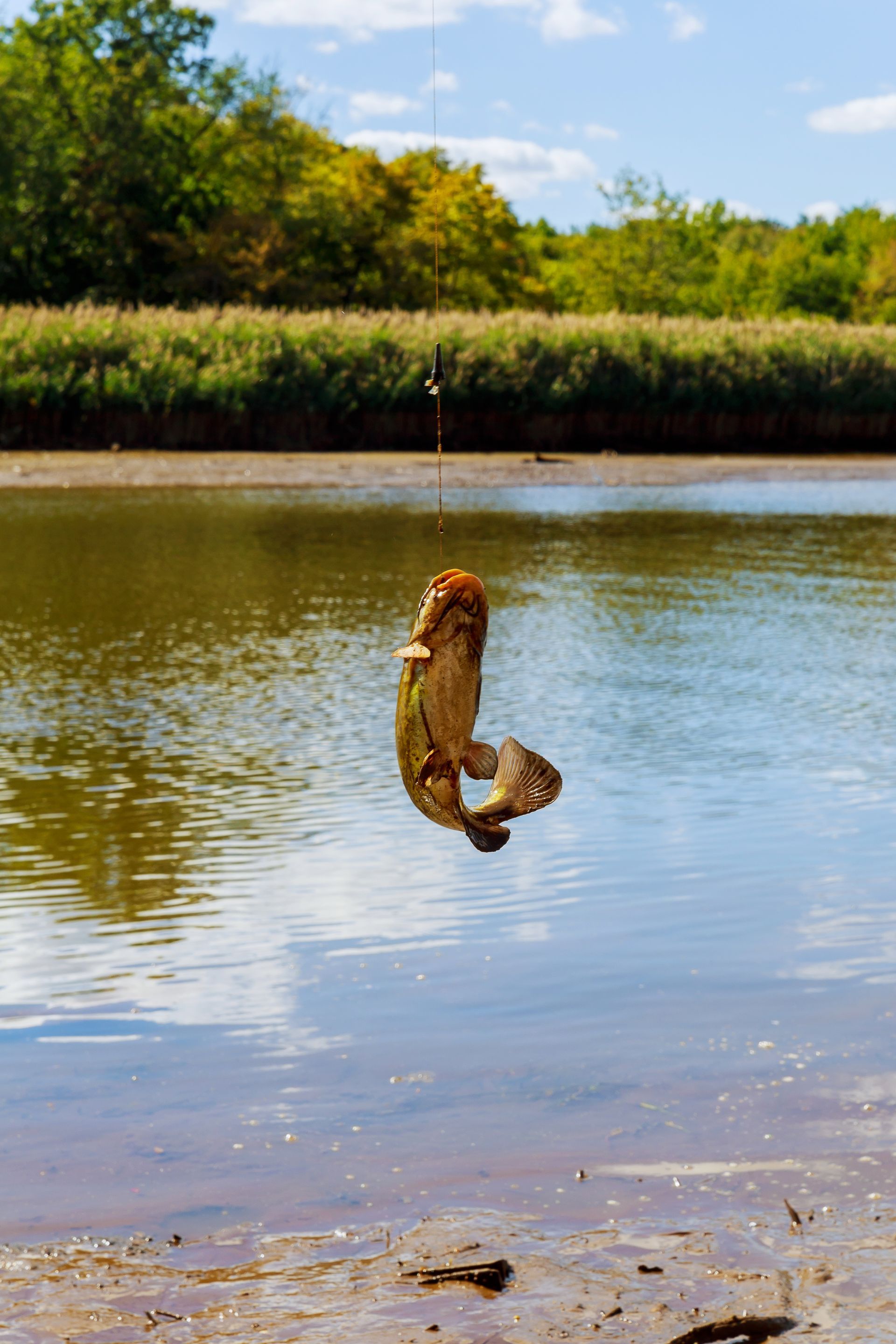 Fish caught on a hook hanging above murky water, with trees and a cloudy sky in the background.