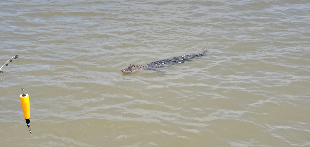 Alligator swimming in murky water near a fishing bobber.