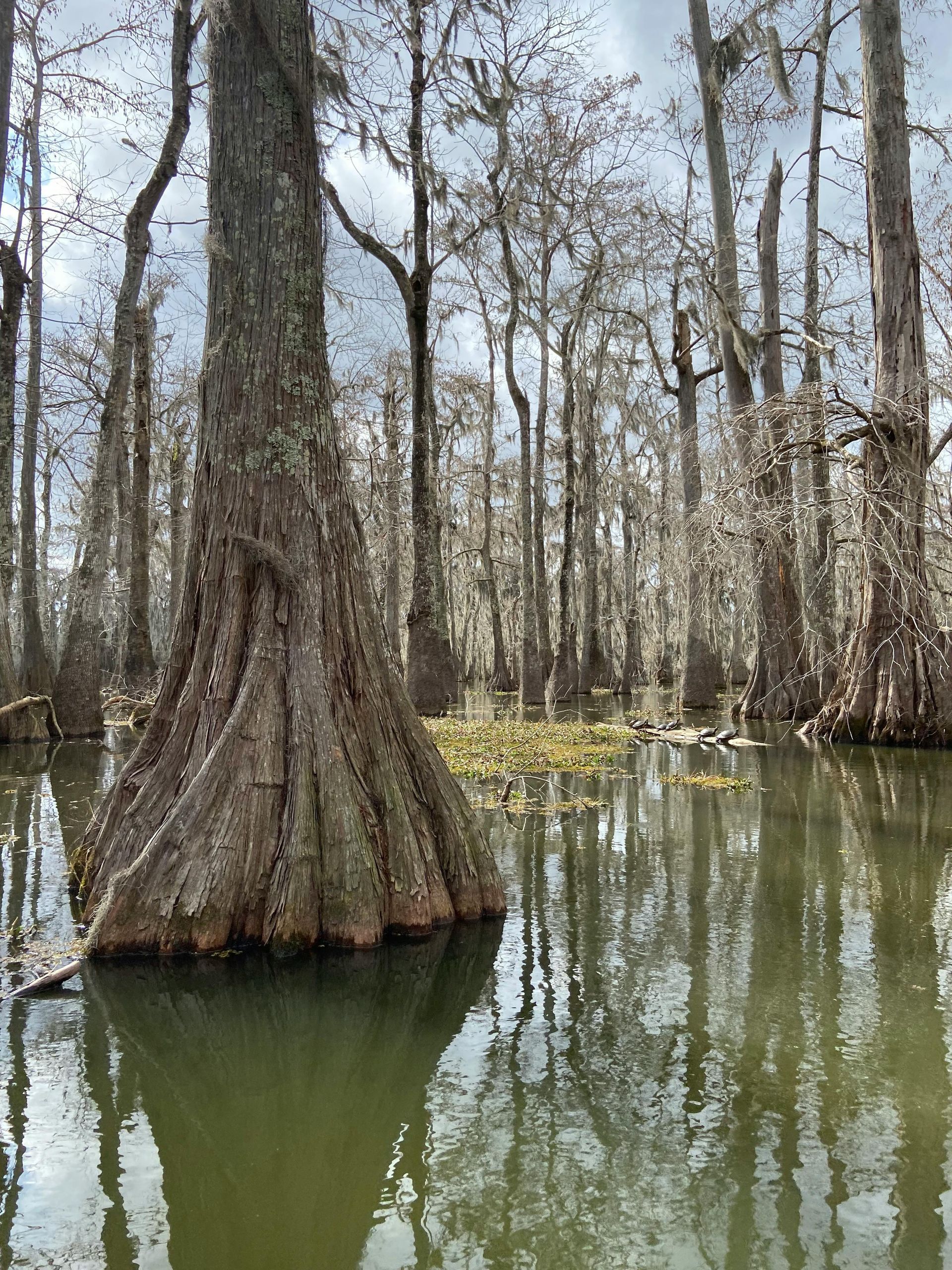 Swamp scene with large tree trunks in water; trees are reflected in the calm water.