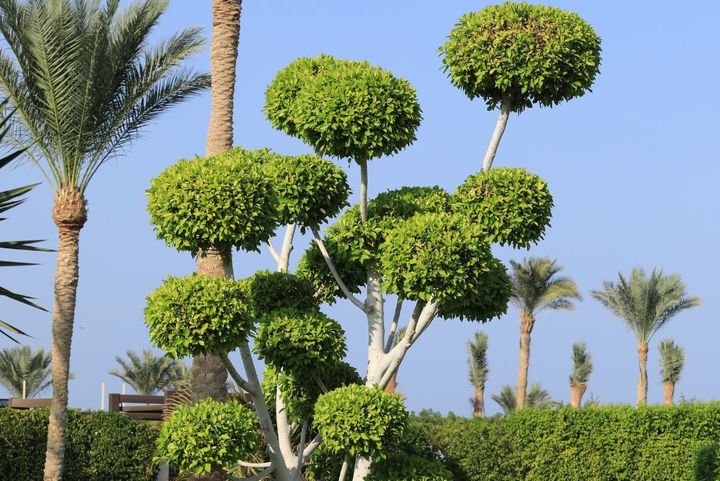 A custom trimmed small tree in front of clean trimmed palm trees in Norwalk, CA.