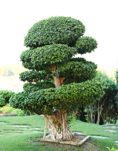 A tree with lots of branches and leaves in a park