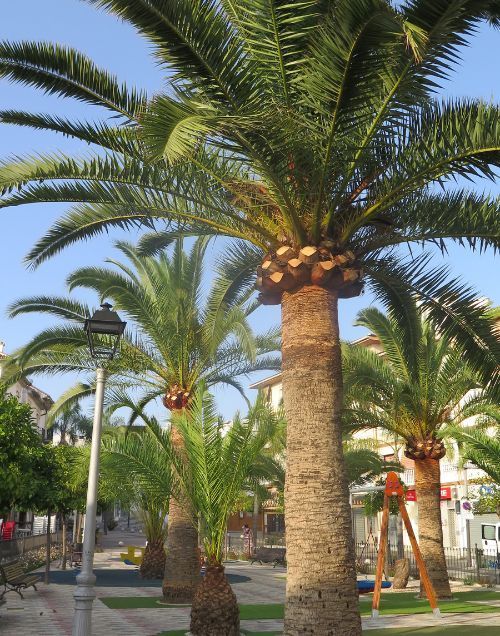 A palm tree freshly pruned.