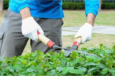 A tree service expert trimming hedges with trimmers.