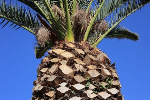 A close up of a freshly trimmed palm tree in Norwalk, CA.