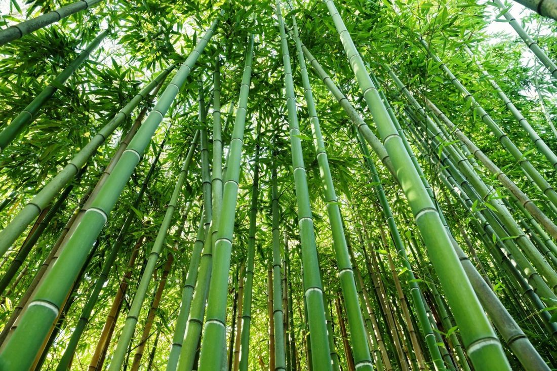 piante di bambù