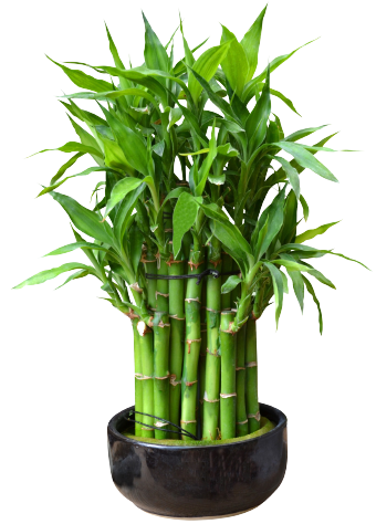 pianta di bambù in vaso