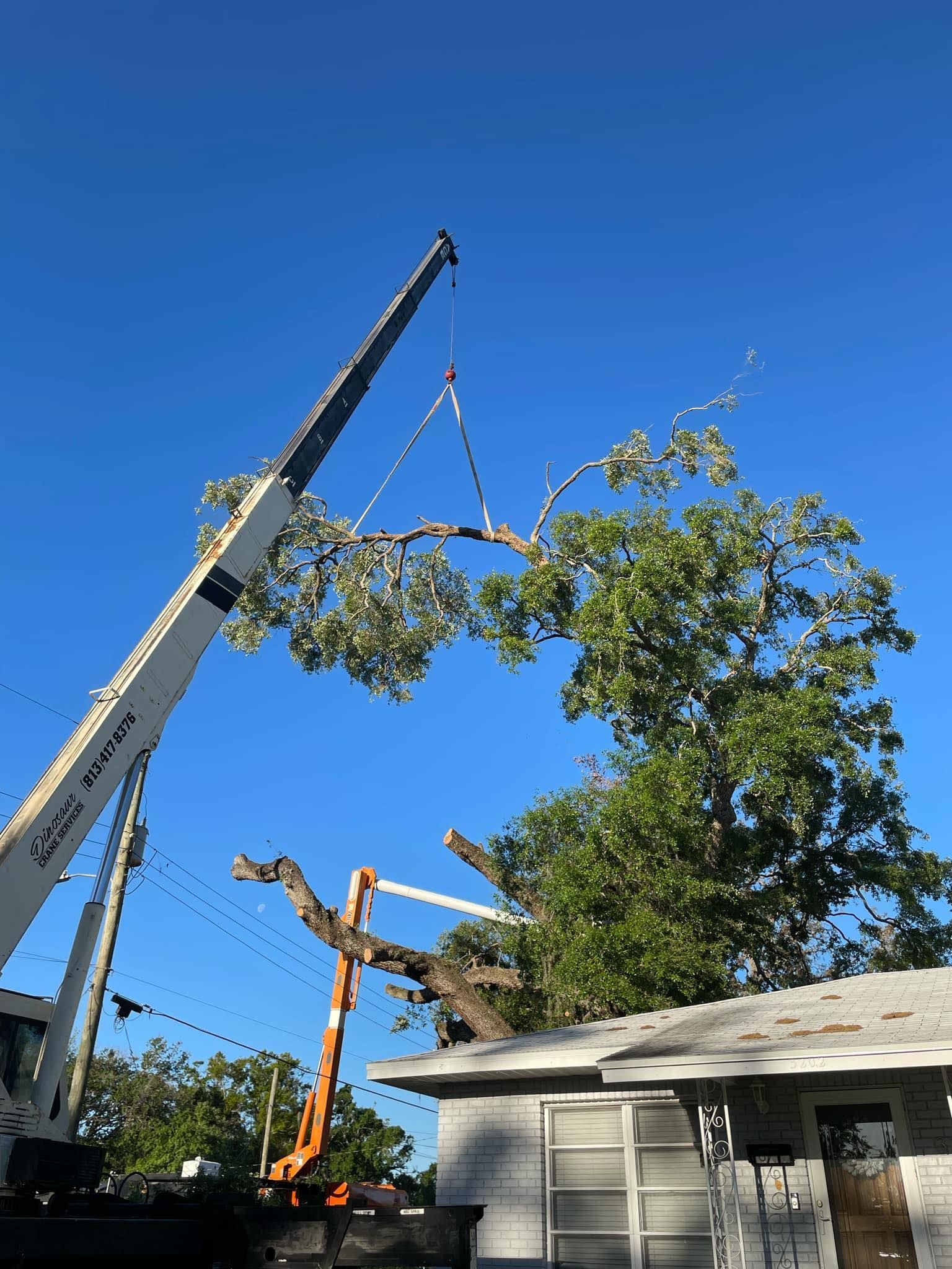 Crane lifting a large tree branch over a house. Blue sky.