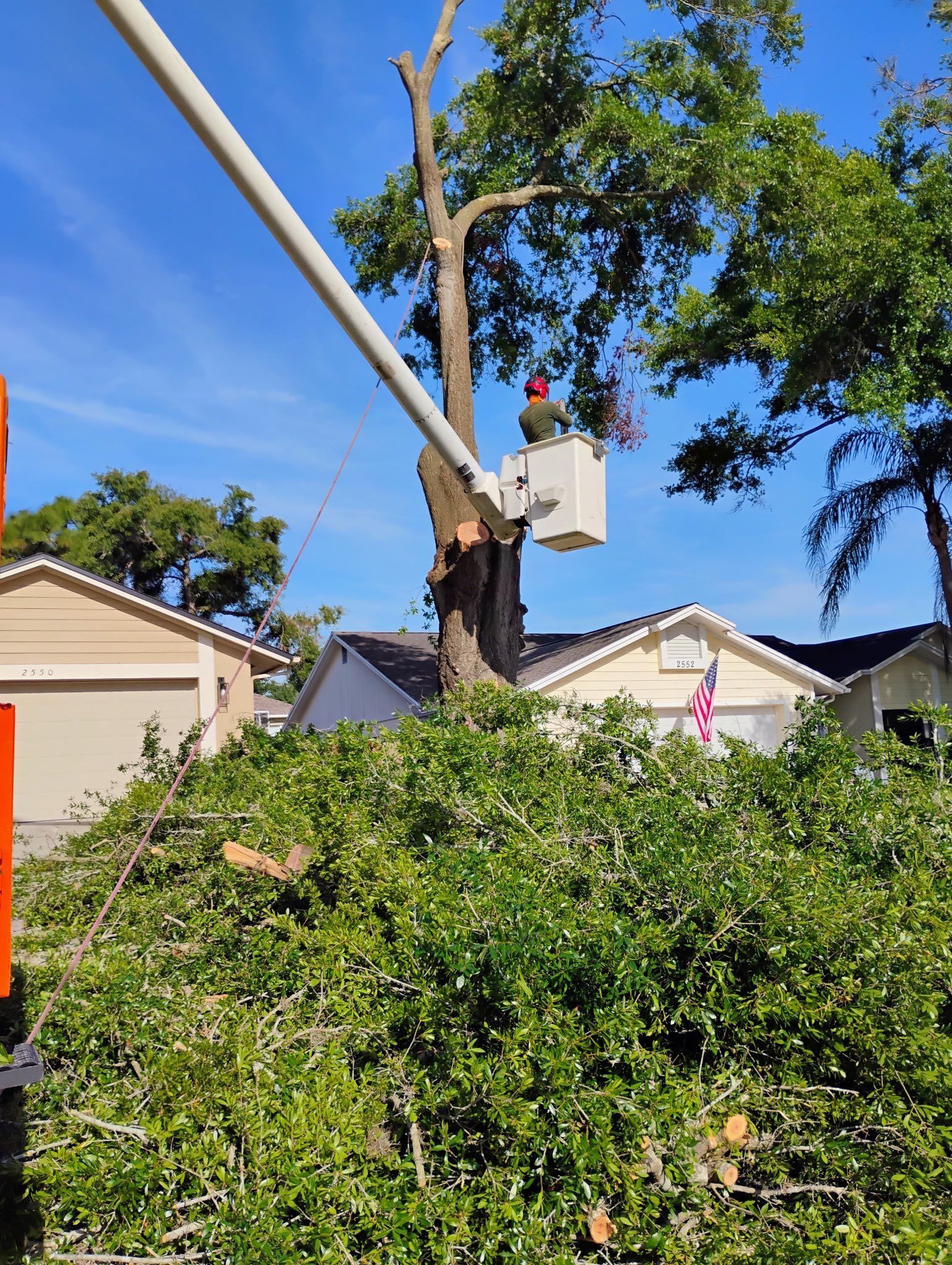 Tree service worker in a lift bucket trimming a tall tree near houses; green foliage and blue sky.