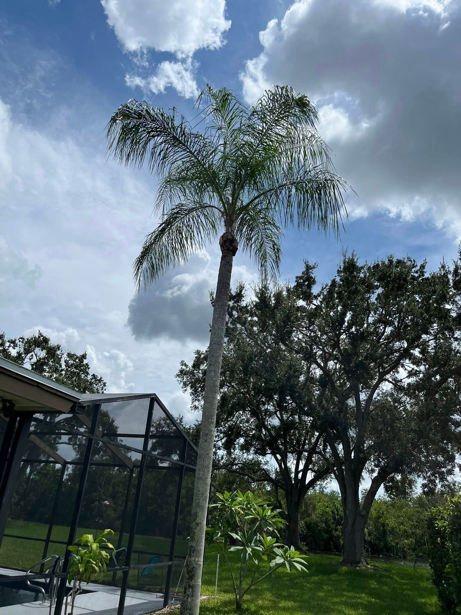 Tall palm tree with green fronds against a cloudy blue sky, near a pool screen and other trees.