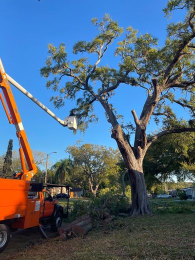An arborist in an orange lift prunes a large tree on a sunny day.