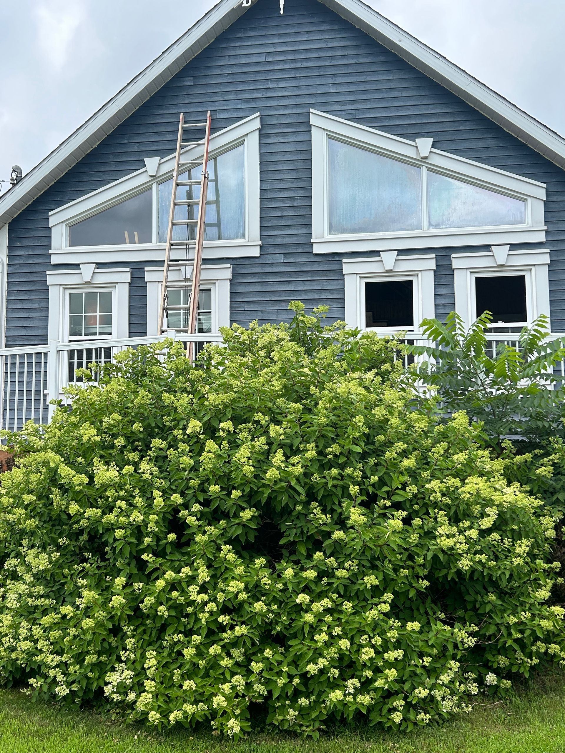 Une maison avec une échelle devant et un buisson devant.