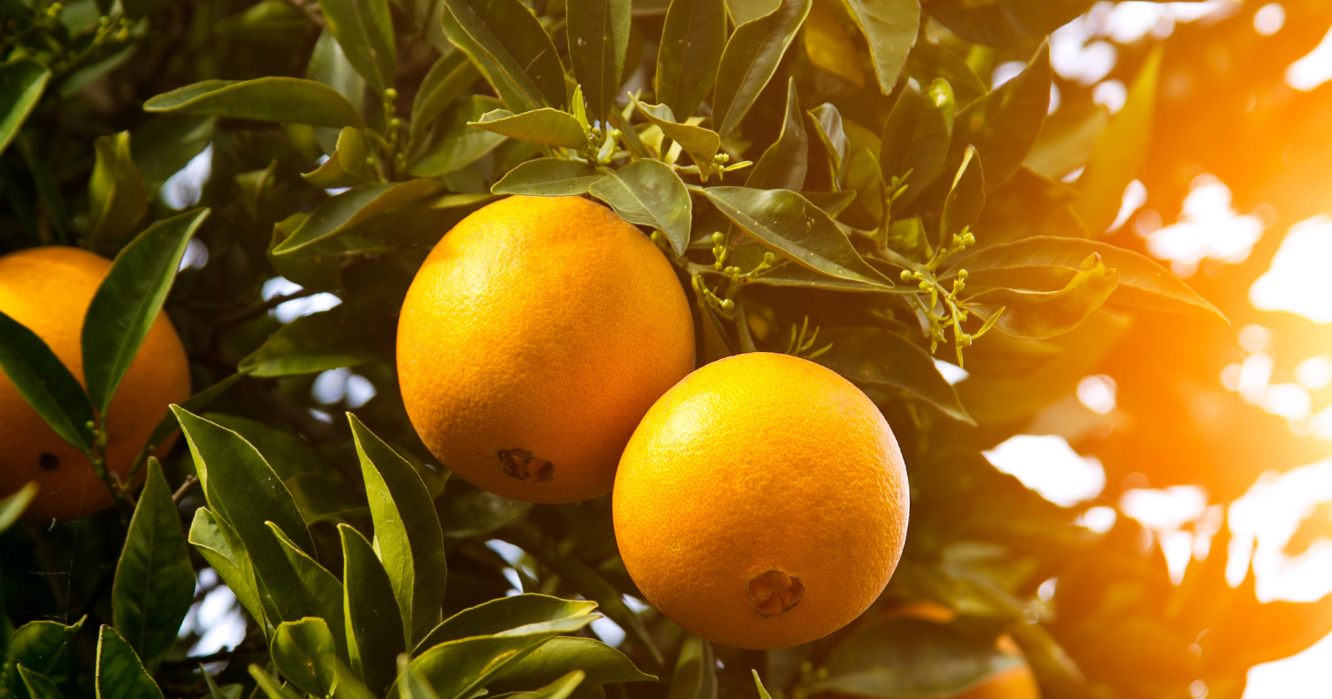 Orange Tree Clermont, Florida Vacation Homes For Sale