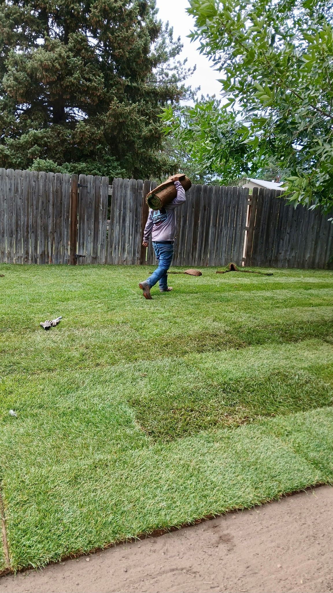 A person carrying a bundle of sod across a freshly laid lawn, near a wooden fence and trees.