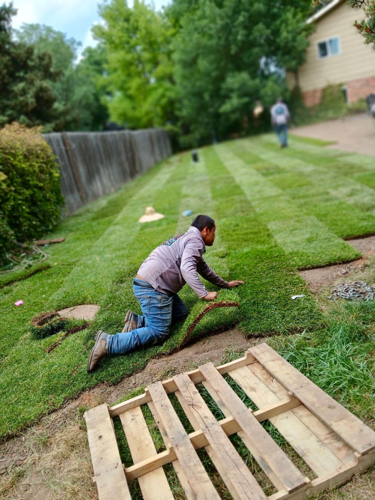 Man installing sod in a yard, rolling out the grass with a wooden pallet nearby.