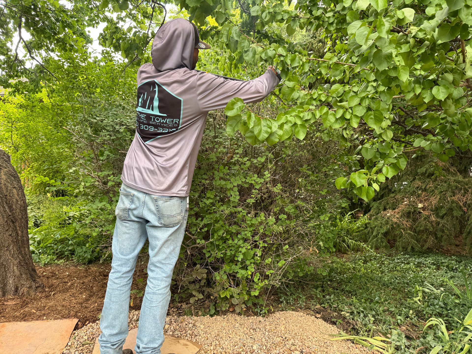 Person trimming a leafy bush in a yard. They wear a hooded sweatshirt and jeans, surrounded by greenery.