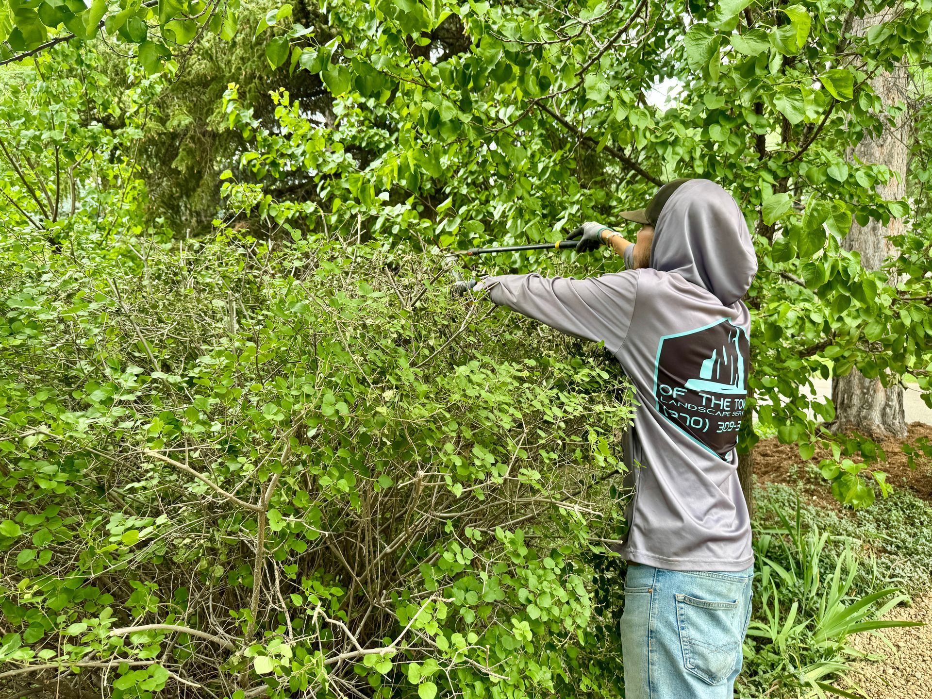 Person in gray hoodie trimming a bush with hand shears outdoors. Green foliage surrounds them.