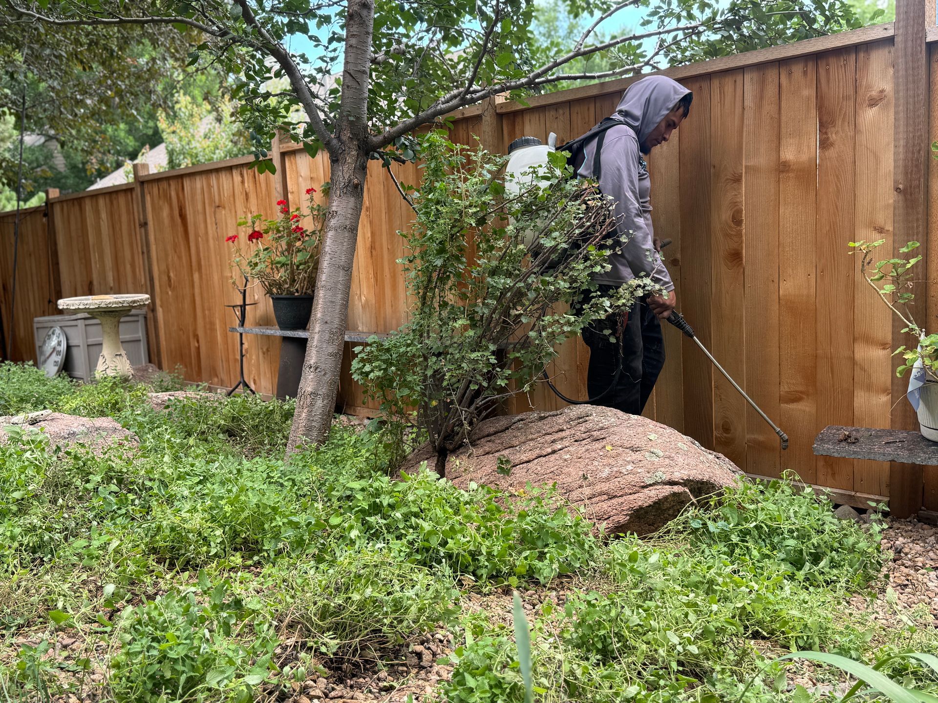 Person spraying weeds in a yard next to a wooden fence.