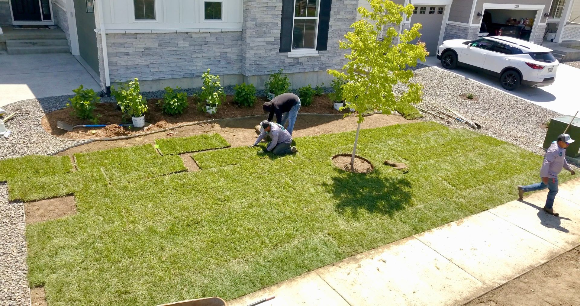 People laying sod in a yard in front of a house, with a tree and a car visible.