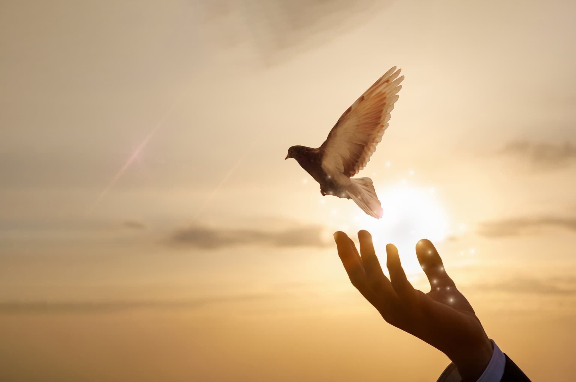 Hand reaching toward a bird flying at sunset, silhouetted against a golden sky
