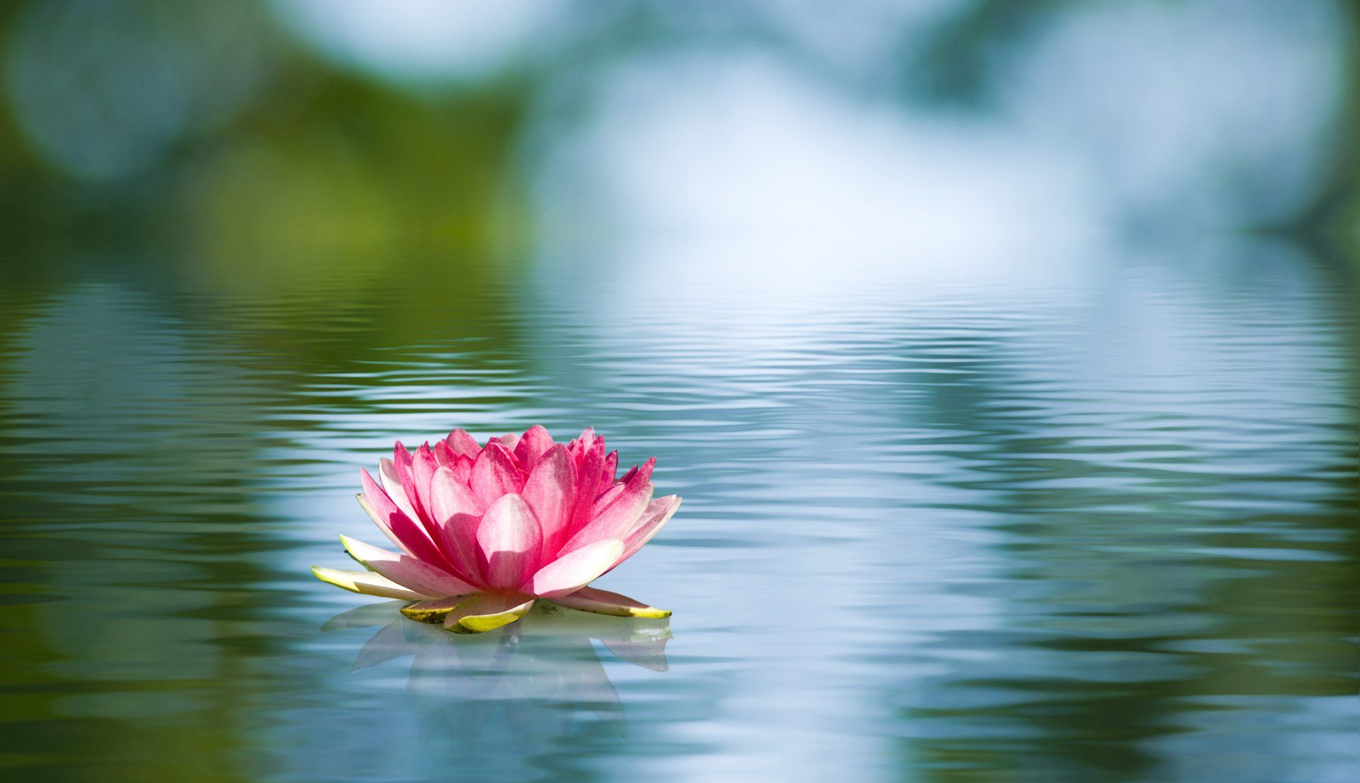 Pink water lily floating on rippled blue water.