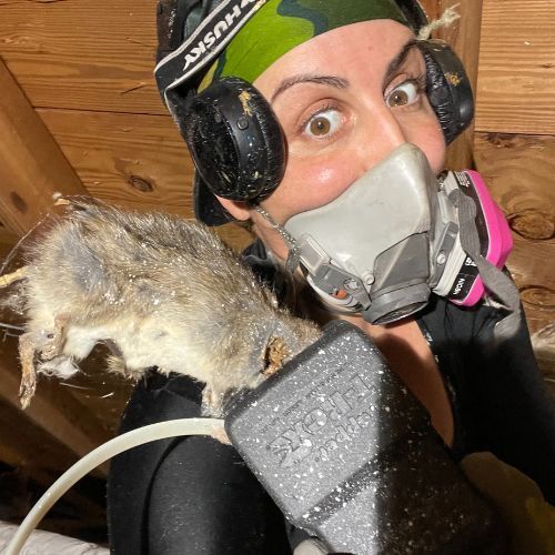 Woman With A Rat Caught In Her Vacuum - Oldsmar, FL - Attic Queen