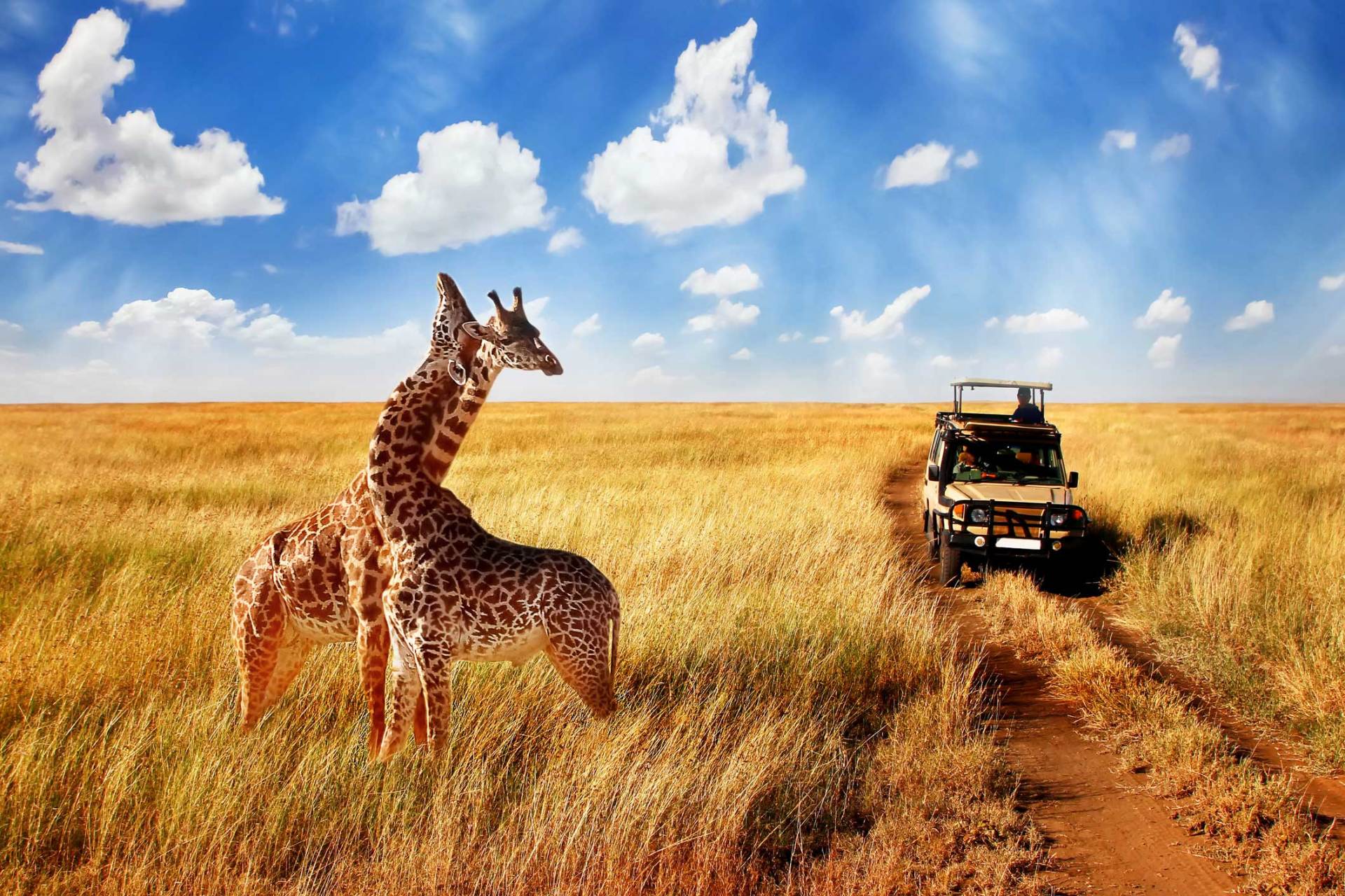 Business Travel — Safari Vacations in Rochester, MN