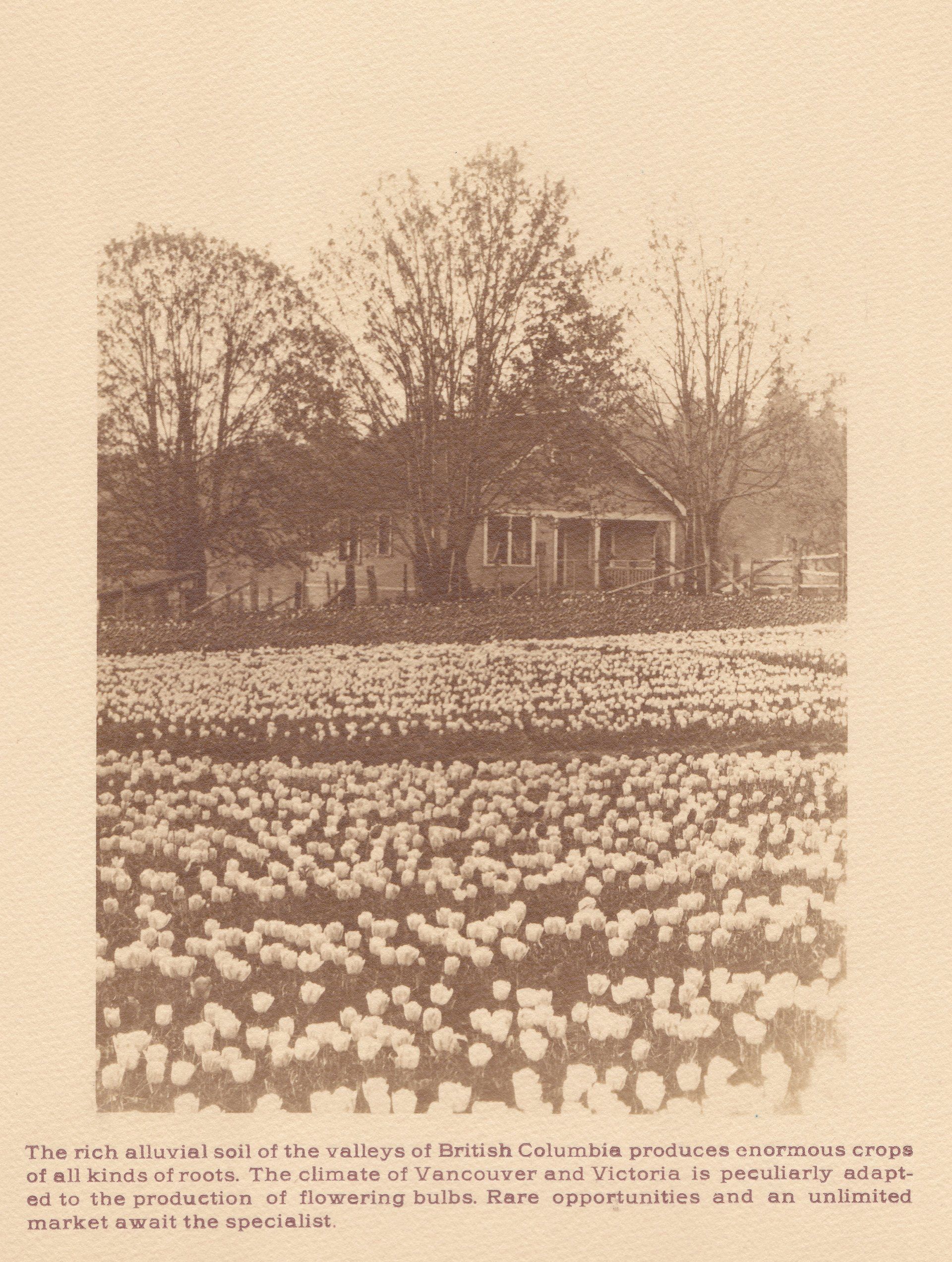 The rich alluvial soil of the valleys of British Columbia produces enormous crops of all kinds of roots. The climate of Vancouver and Victoria is peculiarly adapted to the production of flowering bulbs. Rare opportunities and an unlimited market await the specialist.