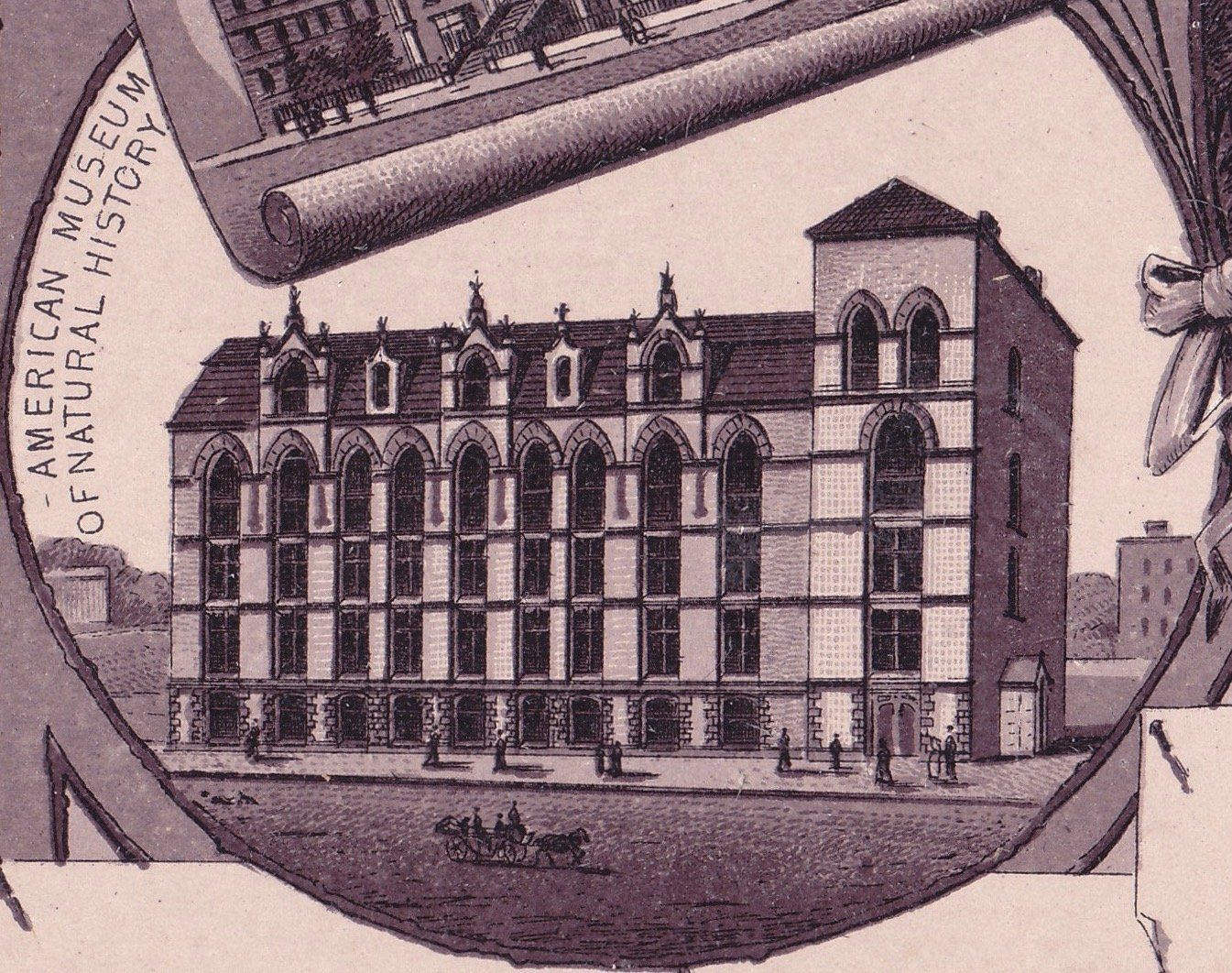 AMERICAN MUSEUM OF NATURAL HISTORY.