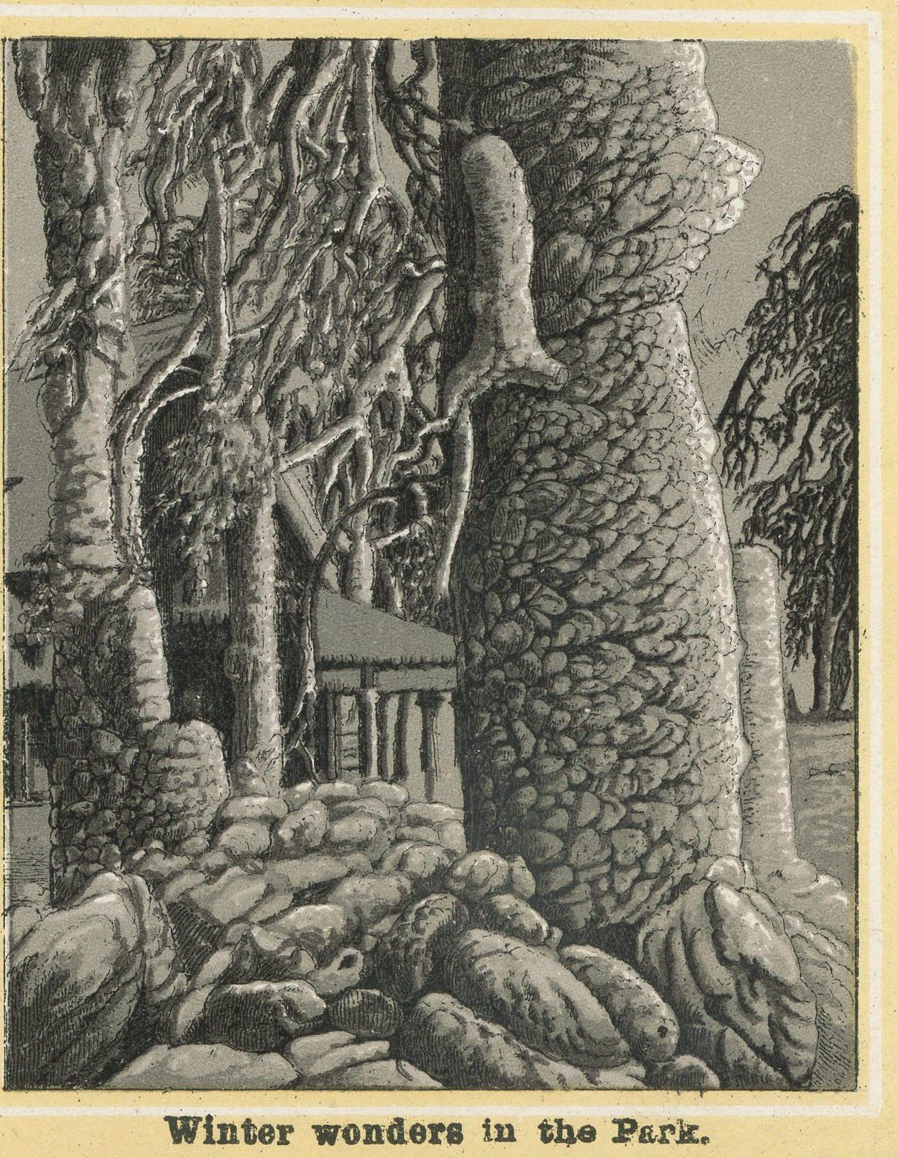 Winter wonders in the park.