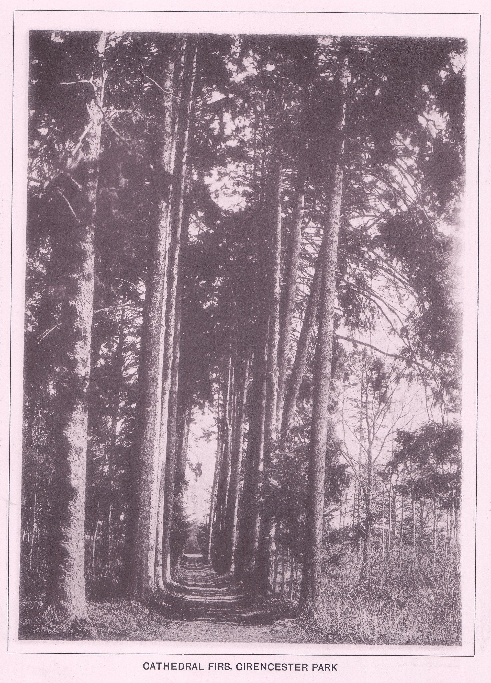 CATHEDRAL FIRS, CIRENCESTER PARK