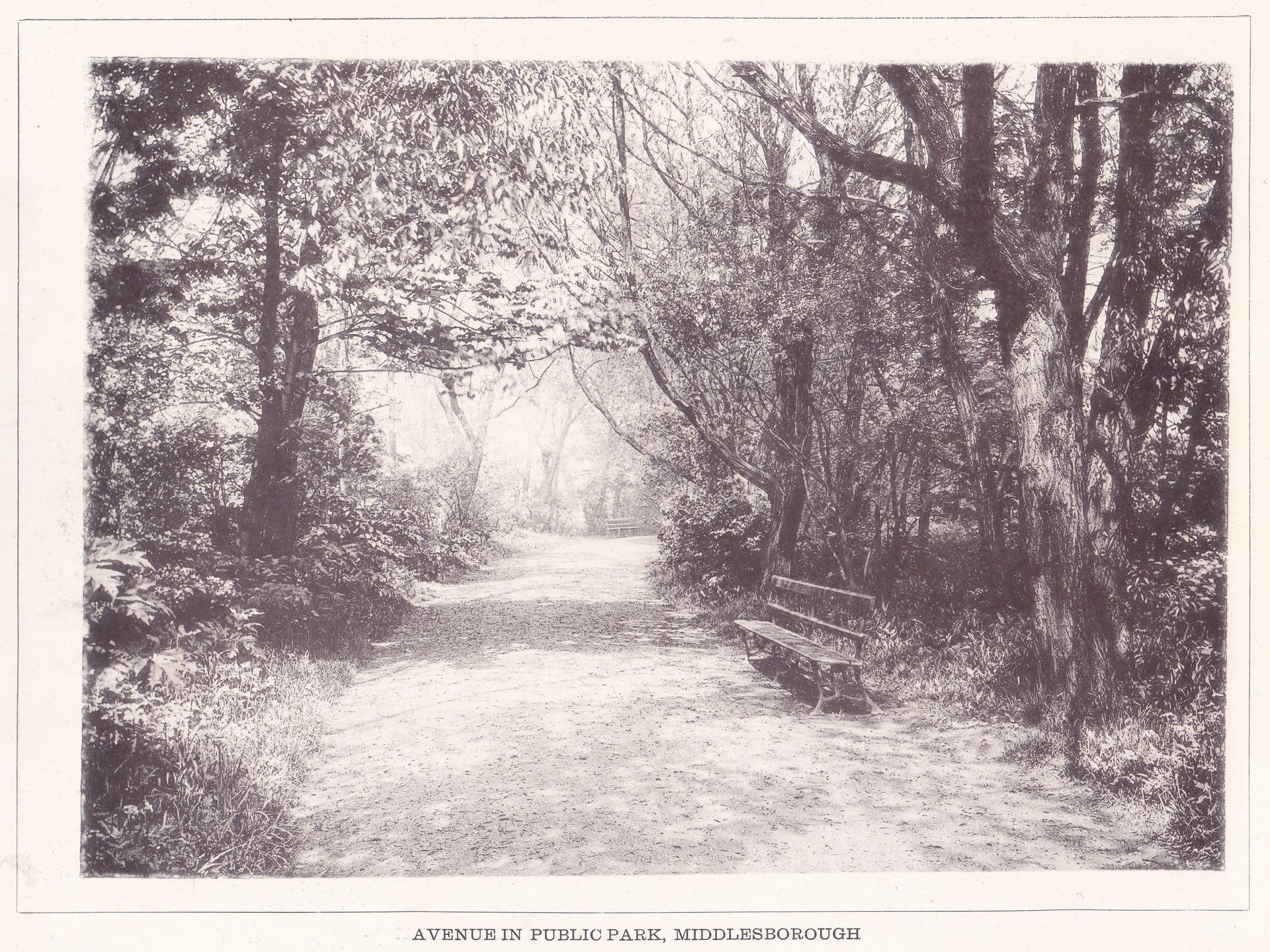 AVENUE IN PUBLIC PARK, MIDDLESBROUGH