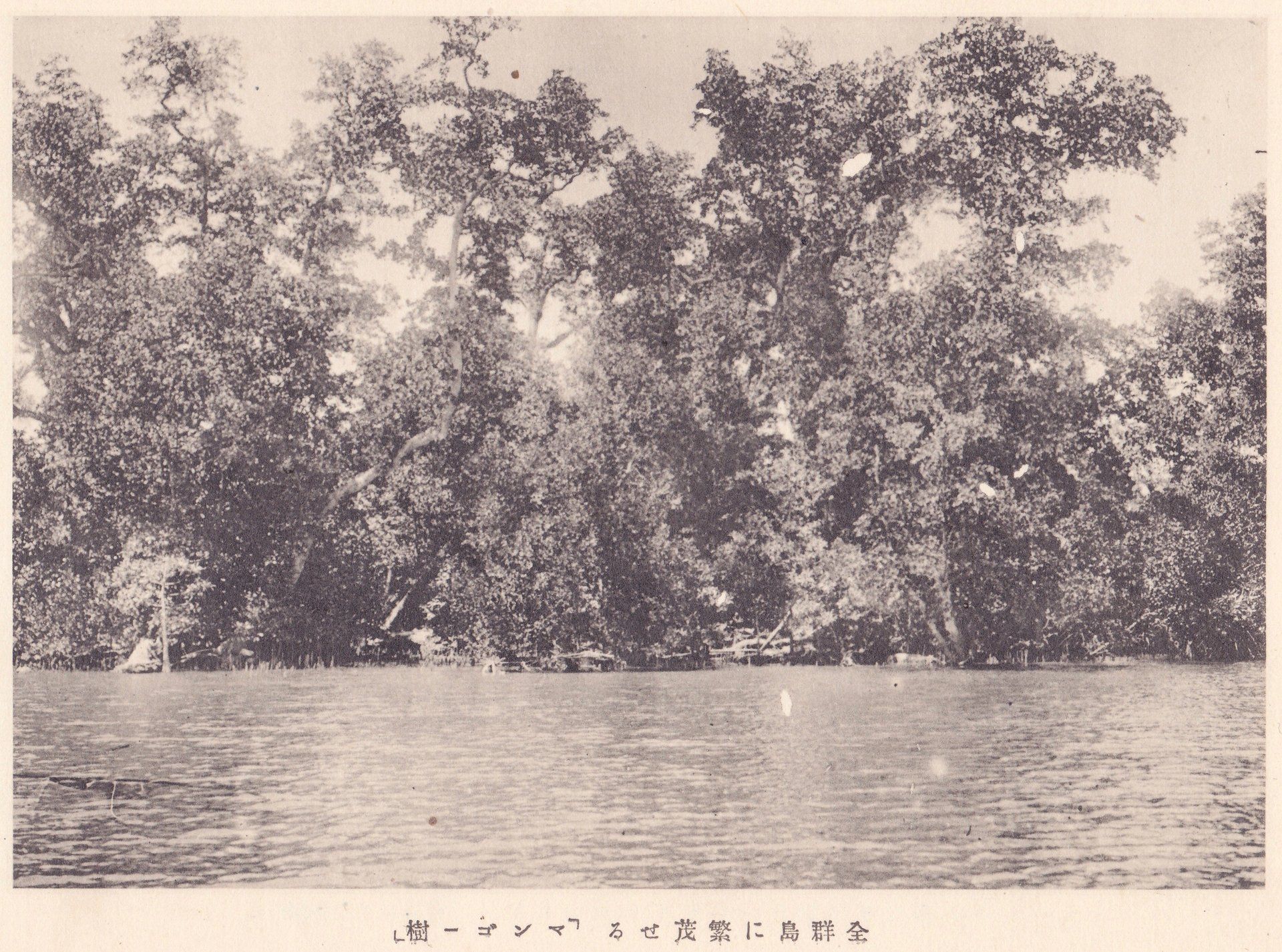 全群島に繁茂せる「マンゴー樹」