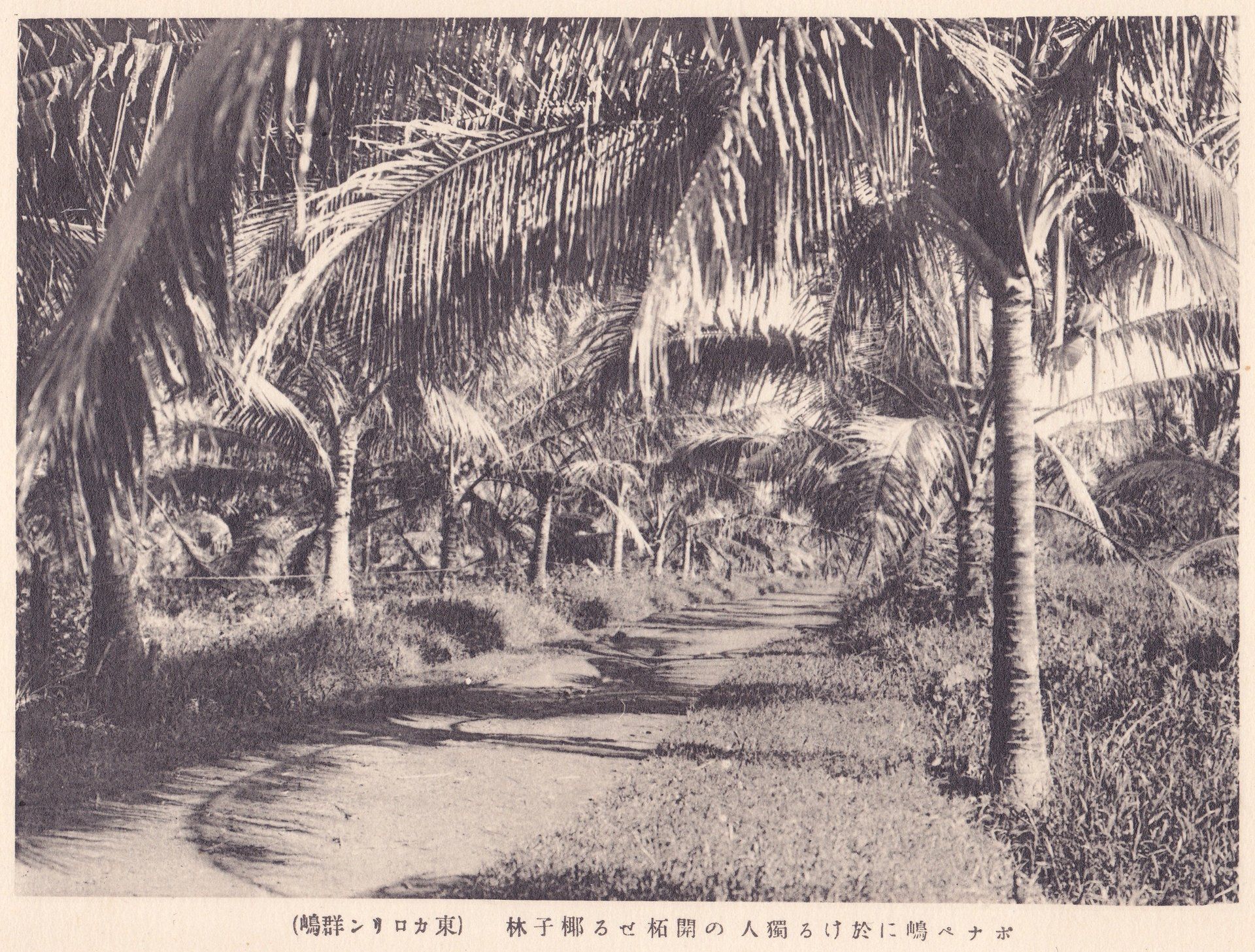 ポナペ嶋に置ける獨人の開拓せる椰子林（東カロリン群嶋）