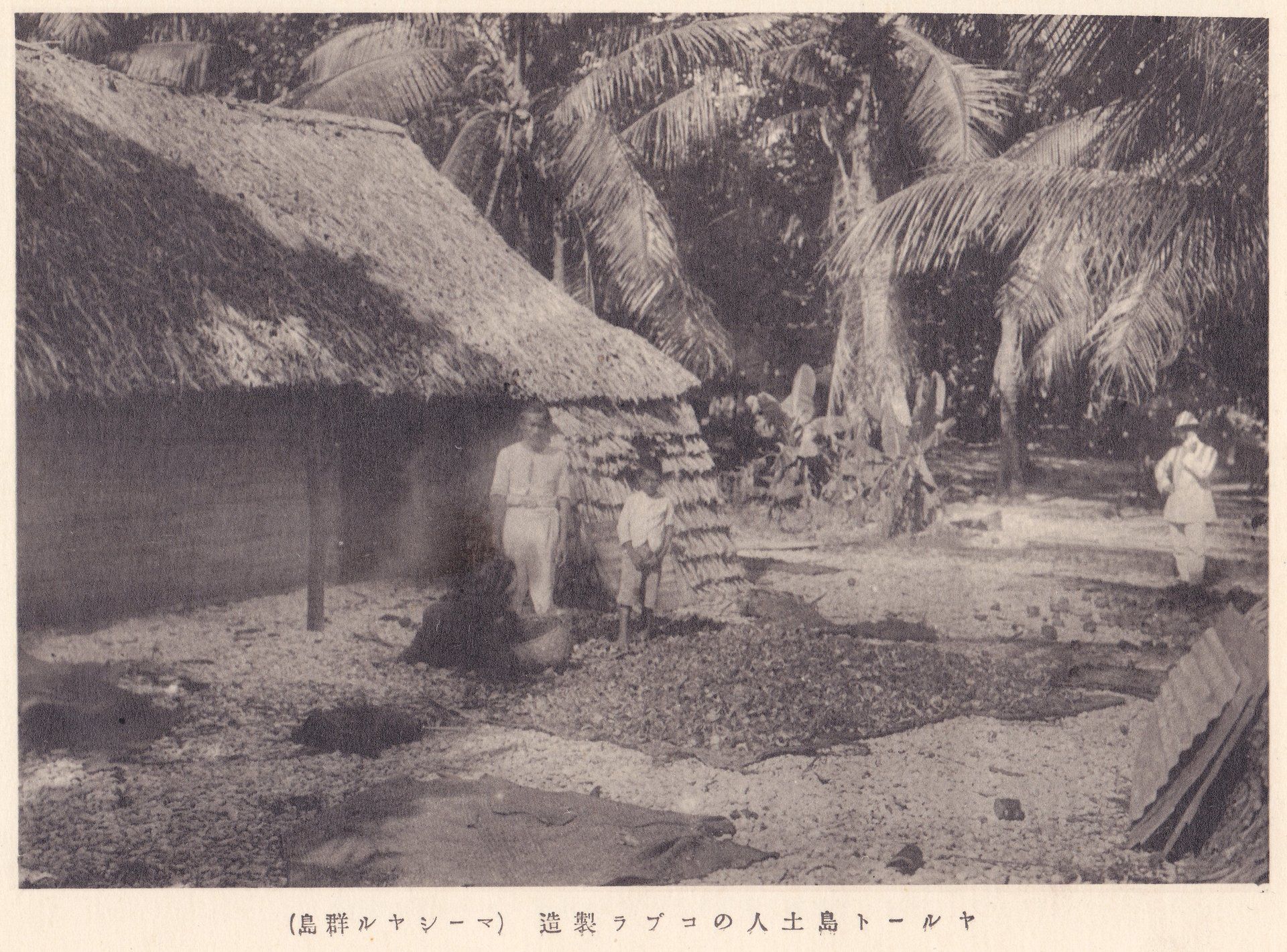 ヤルート島土人のコブラ製造（マーシヤル群島）