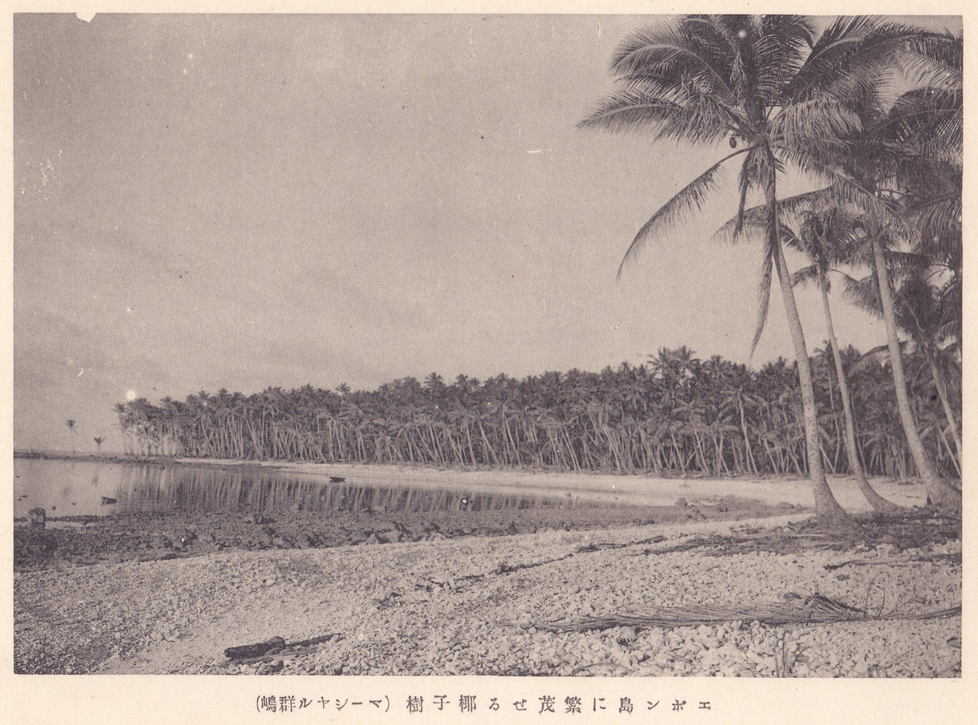 エポン島に繁茂せる椰子樹（マーシヤル群嶋）