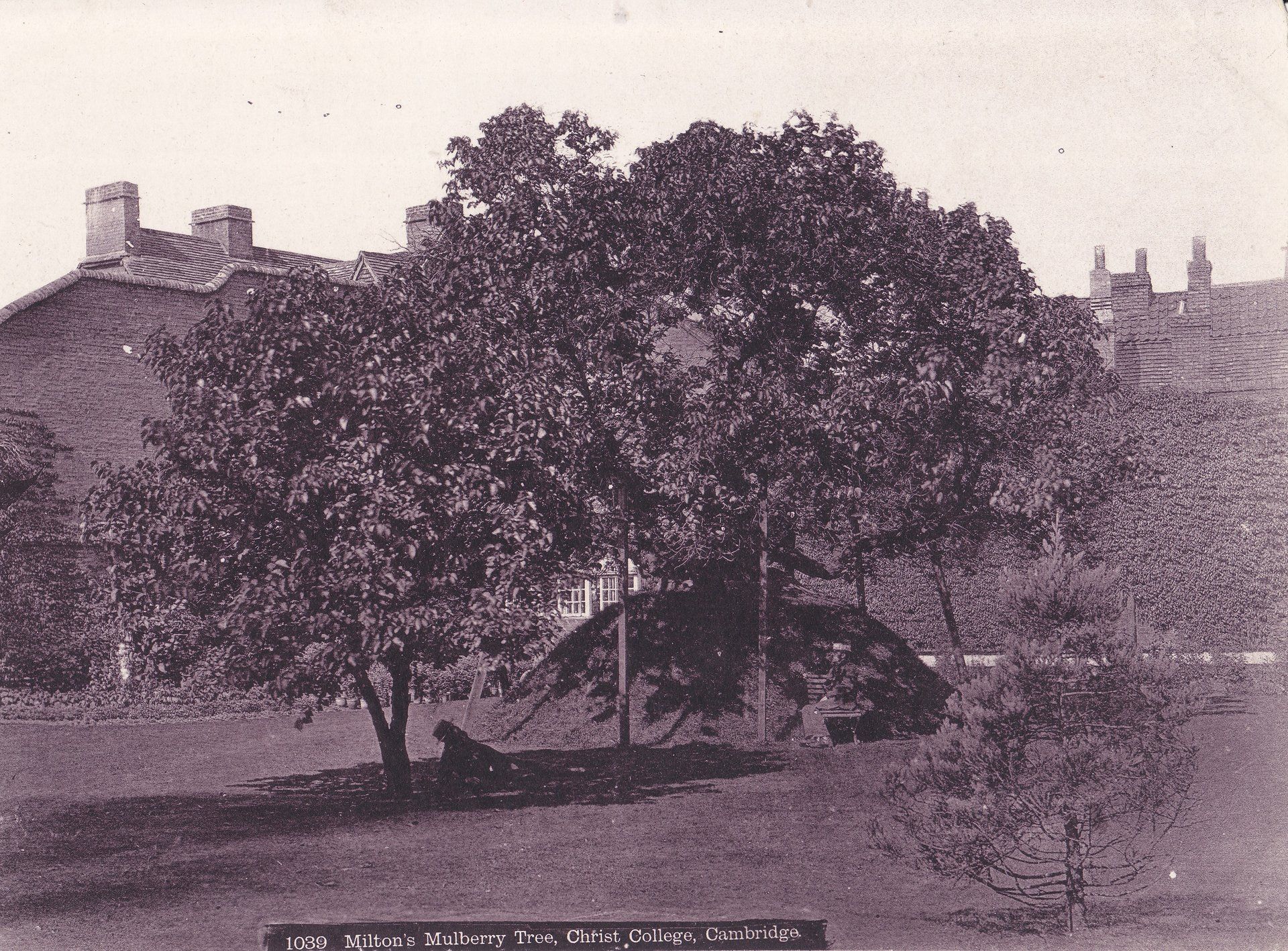 1039 Milton's Mulberry Tree, Christ College, Cambridge.