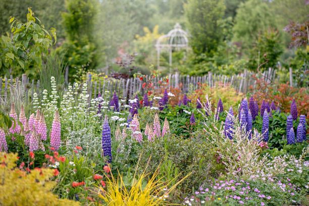 Colorful garden with lupines, poppies, and a rustic wooden fence.