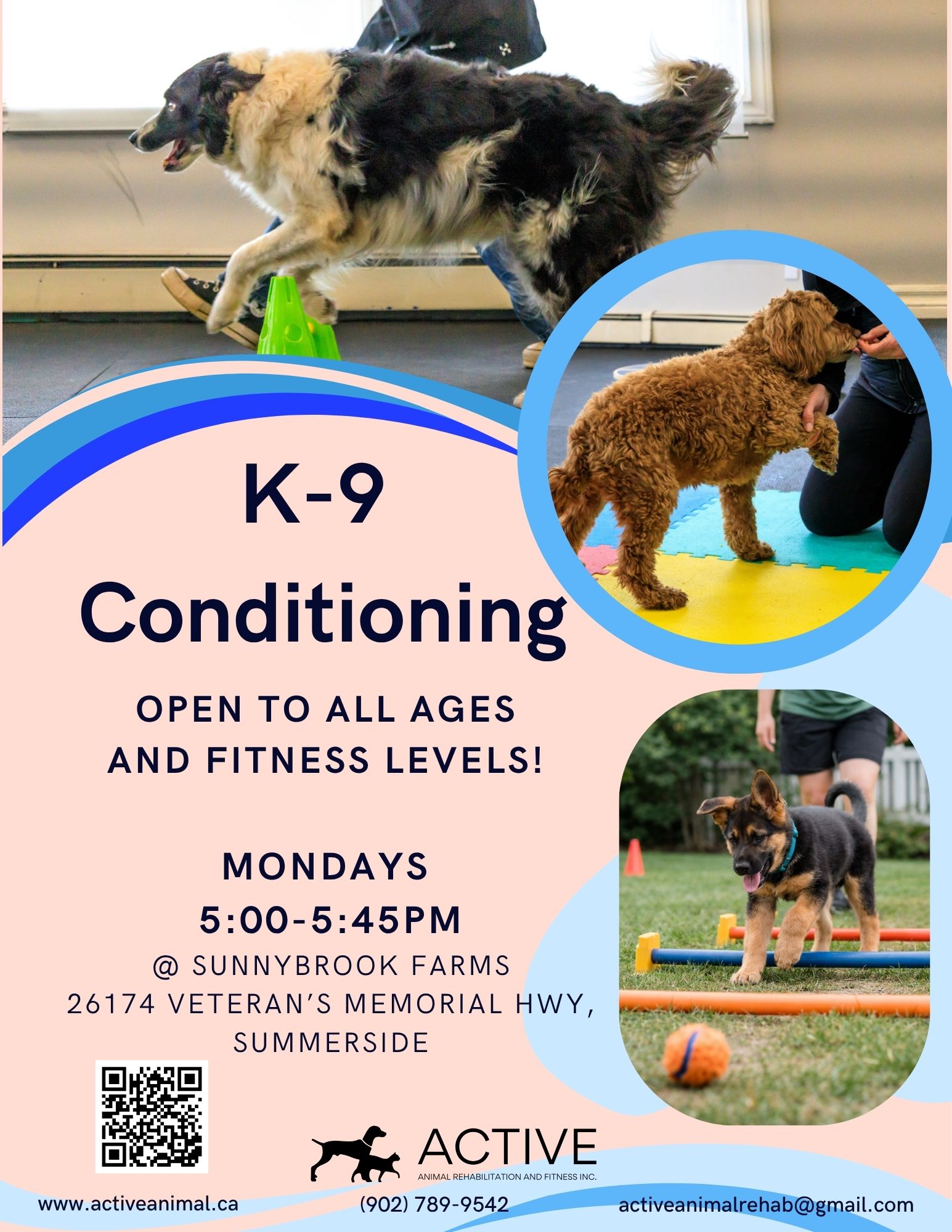 K-9 conditioning flyer with dogs exercising, blue and peach design, class details and QR code.