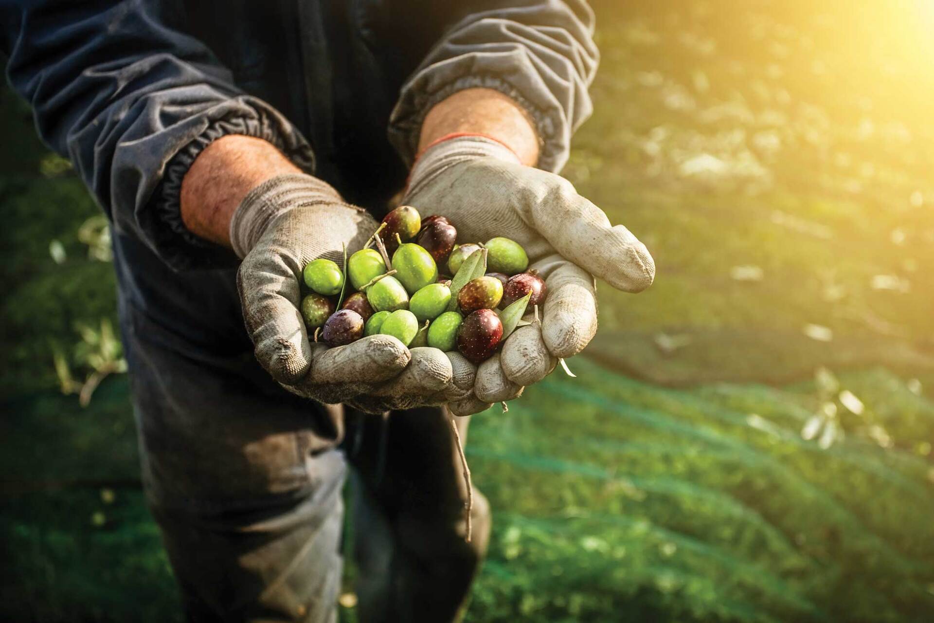 A man is holding a handful of olives in his hands.