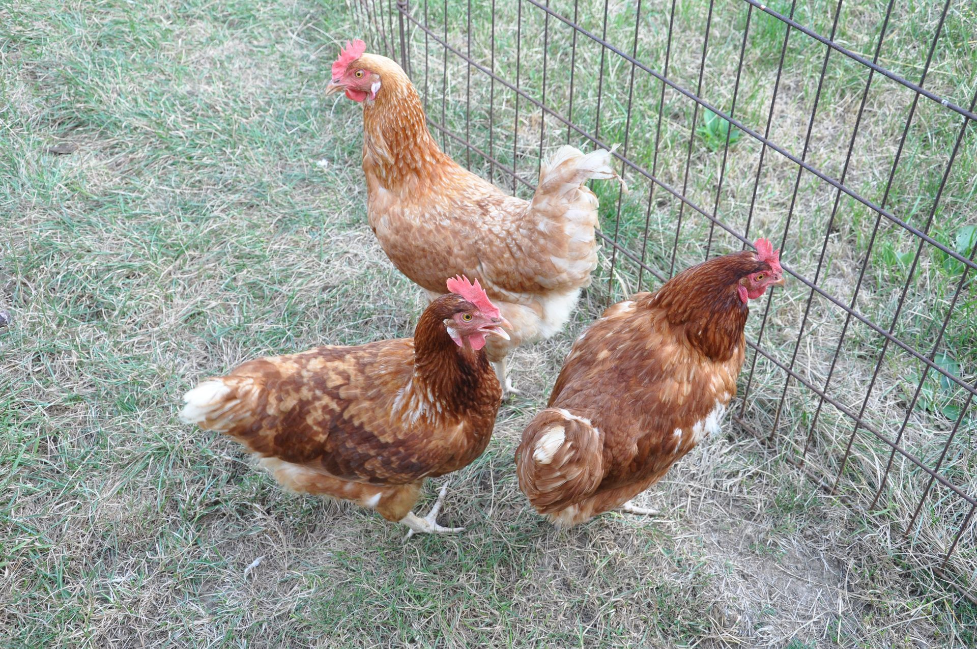 Three brown chickens are standing next to a wire fence.