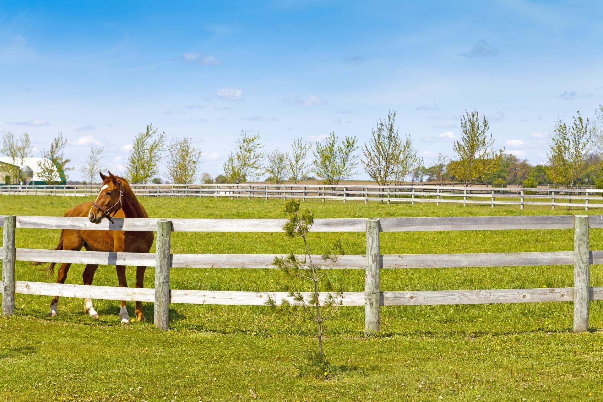 A horse is standing in a grassy field behind a wooden fence.